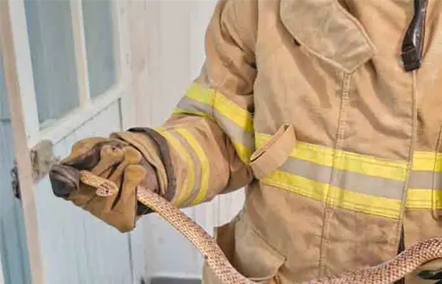 Se multiplican avistamientos de serpientes