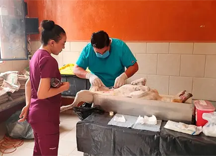 Arranca campa&ntilde;a de esterilizacion  canina y felina