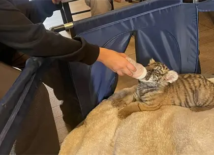 Hallan cachorra de tigre en casa de Xochimilco