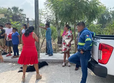 Muere can sometido tras morder a dos ni&ntilde;os