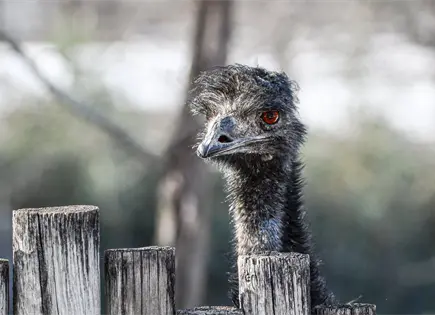Missouri: Tormenta de granizo mata a un em&uacute; en un zool&oacute;gico y da&ntilde;a veh&iacute;culos