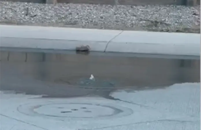 Denuncian omisión de autoridades ante fuga de aguas residuales en Soledad