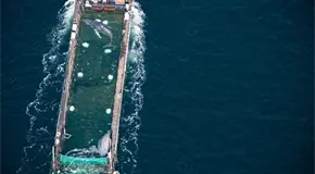 Equipo de rescate libera ballena jorobada varada en Alemania