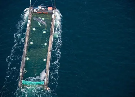 Equipo de rescate libera ballena jorobada varada en Alemania