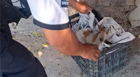 Rescatan a un perrito macheteado en la Progreso
