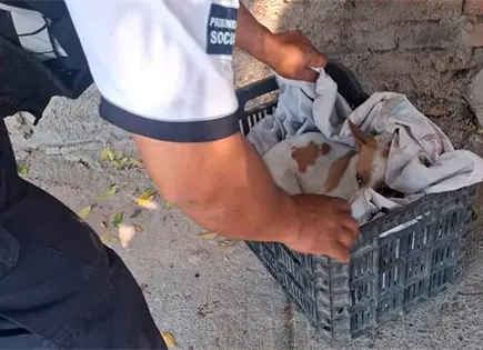 Rescatan a un perrito macheteado en la Progreso