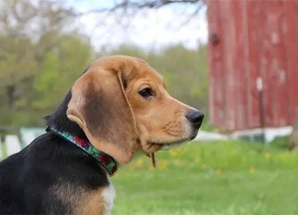 1,500 beagles tendr&aacute;n nuevas vidas tras ser retirados de centro de investigaci&oacute;n