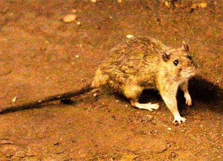 Brote de hantavirus en crucero MV Hondius afecta a Sud&aacute;frica