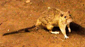 Hantavirus en crucero mata a tres personas