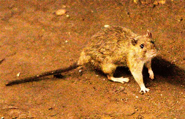 Hantavirus en crucero mata a tres personas