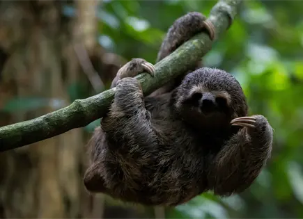 Segundo perezoso muere en zool&oacute;gico de Florida tras rehabilitaci&oacute;n