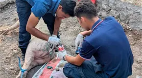 Surgen m&aacute;s casos de gusano barrenador
