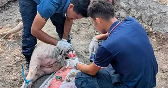 Surgen m&aacute;s casos de gusano barrenador