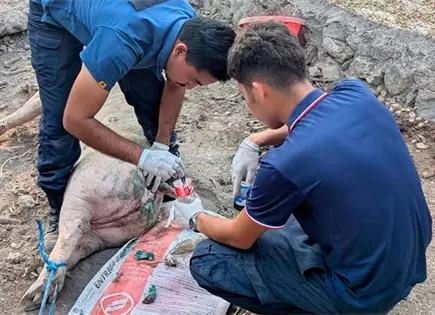 Surgen m&aacute;s casos de gusano barrenador