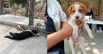 Vallenses en redes cuestionan el paradero de la perrita Milagros