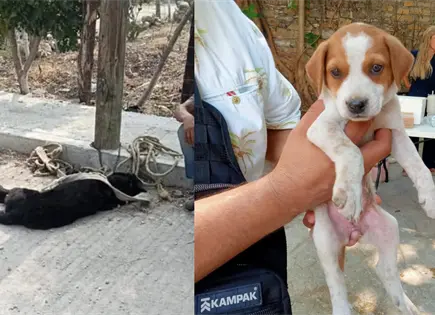 Vallenses en redes cuestionan el paradero de la perrita Milagros