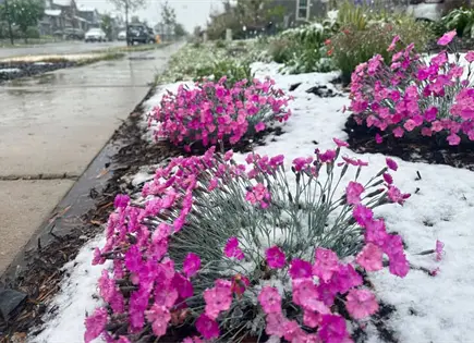 Tormenta de nieve en Denver: alerta por posible mayor nevada tard&iacute;a