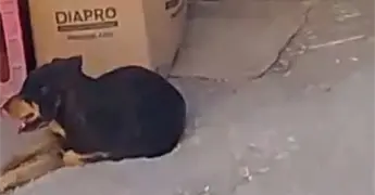 Alertan por una jaur&iacute;a de perros frente al Hospital