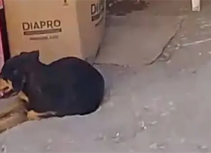 Alertan por una jaur&iacute;a de perros frente al Hospital
