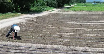 Altas temperaturas impactar&iacute;an en la producci&oacute;n del campo