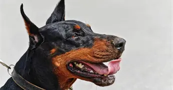Detectan gusano barrenador en un perro en Tlalpan