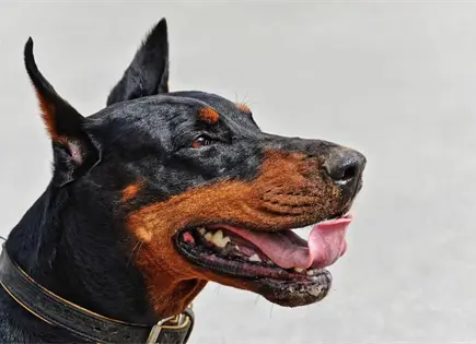 Detectan gusano barrenador en un perro en Tlalpan