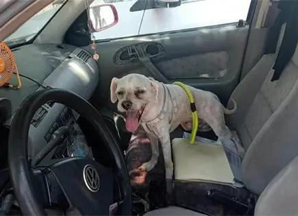 Rescatan polic&iacute;as a una mascota
