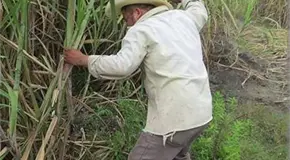 Otro golpe de calor a octogenario ca&ntilde;ero 