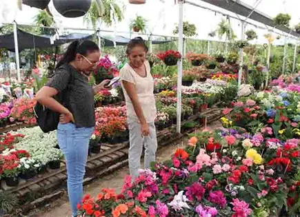 D&iacute;a de las Madres 2026: 5 plantas ideales para regalar y purificar el aire