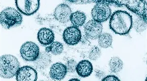El hantavirus, peligroso pero no pand&eacute;mico