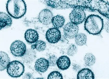 El hantavirus, peligroso pero no pand&eacute;mico