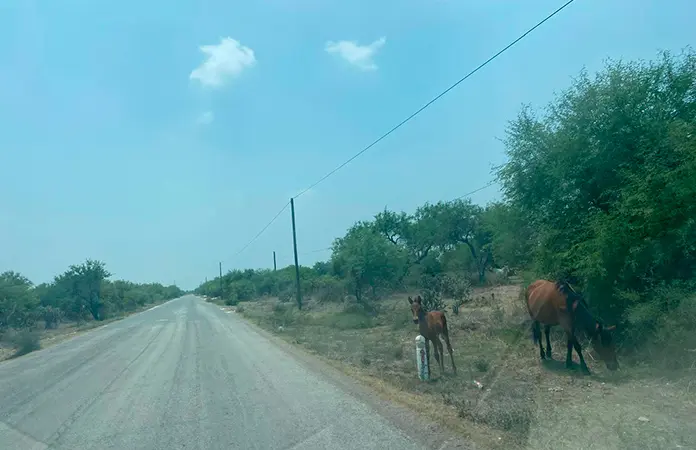 Ganado suelto en la carretera, un peligro
