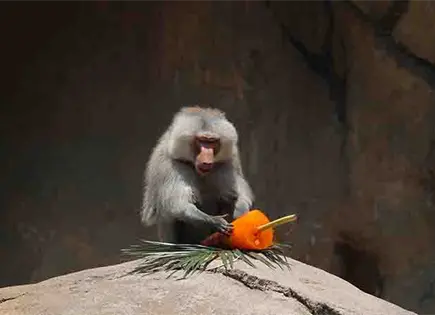 Con paletas refrescan a animales en el zoo