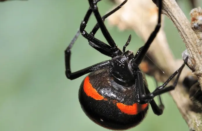 Suben 105% las picaduras de insectos