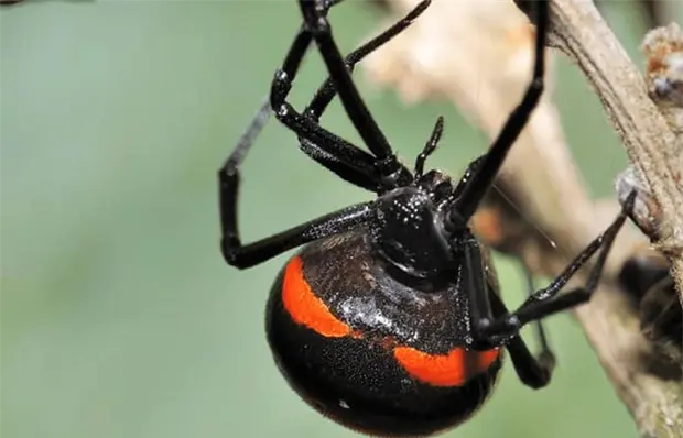 Suben 105%  las picaduras de insectos