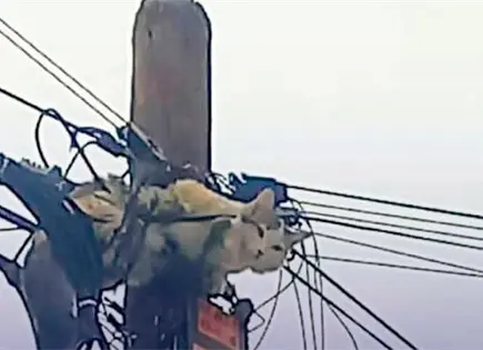 Rescatan Bomberos a un gato y un halc&oacute;n