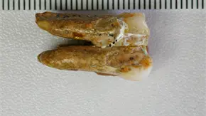 Científicos analizan proteínas de Homo erectus en China