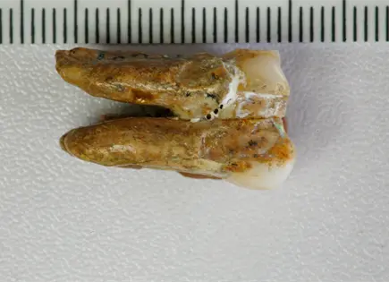 Cient&iacute;ficos analizan prote&iacute;nas de Homo erectus en China