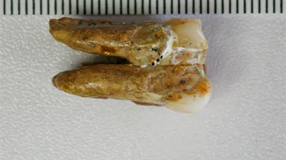 Cient&iacute;ficos analizan prote&iacute;nas de Homo erectus en China