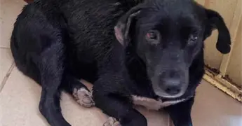 Atropellan a mascota