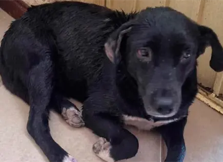 Atropellan a mascota