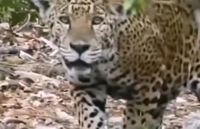 Joven se topa con un jaguar