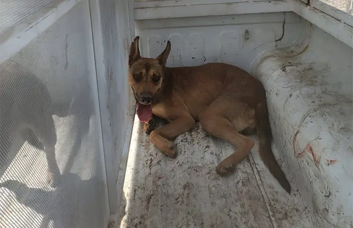 Aseguran a perros bravos en Pozos