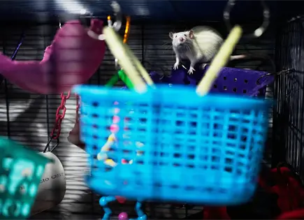 Team Ratas impulsa adopci&oacute;n de roedores en Buenos Aires