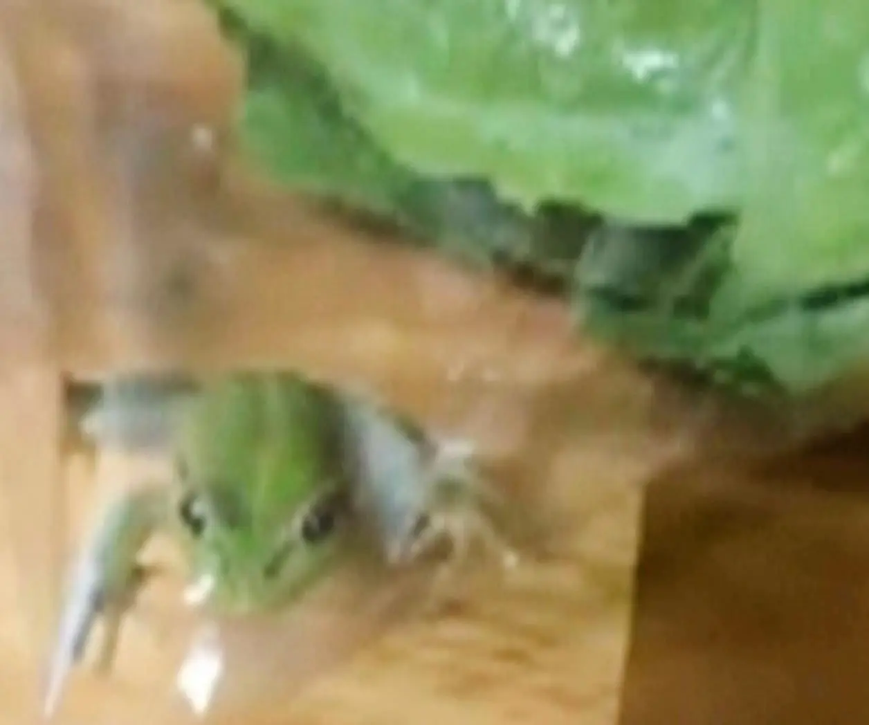 Un cliente en Australia se encontró una rana viva en su bolsa de ensalada