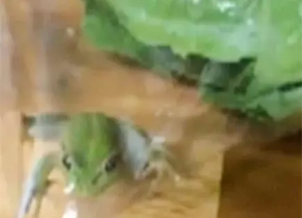 Un cliente en Australia se encontr&oacute; una rana viva en su bolsa de ensalada