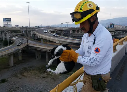 Rescatan a gatito atrapado en el Distribuidor Ju&aacute;rez