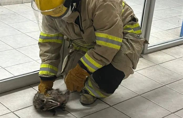Rescatan a tlacuache en una comandancia