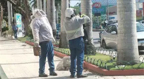 Ataca enjambre de abejas a personas