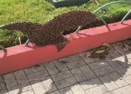 Dos ataques de abejas y enjambres ubicuos en esta temporada Dos ataques de abejas y enjambres ubicuos en esta temporada